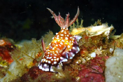 Chromodoris Roboi by Eric Fly 